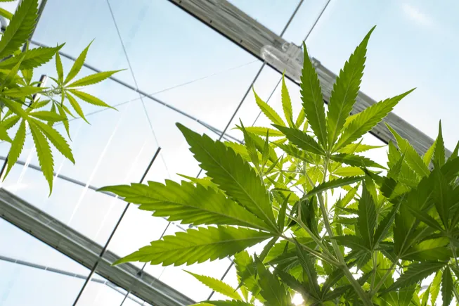 2025年大麻行业的监管与税务挑战：CFO的实战指南